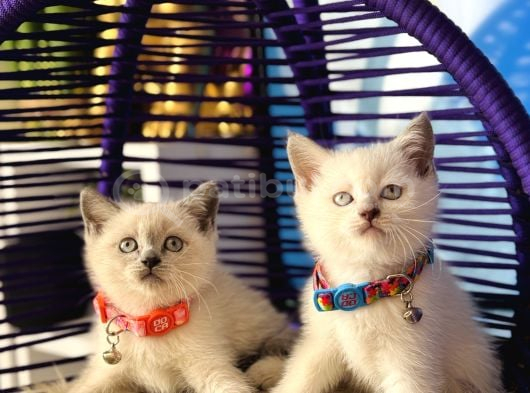 Safkan British Shorthair Yavrular görsel