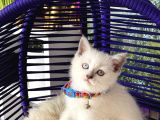 Safkan British Shorthair Yavrular