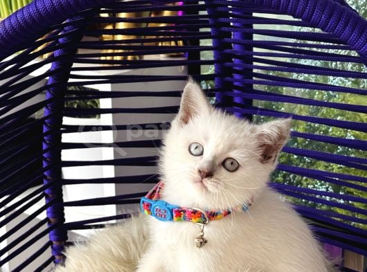 Safkan British Shorthair Yavrular görsel