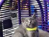 Safkan British Shorthair Yavrular