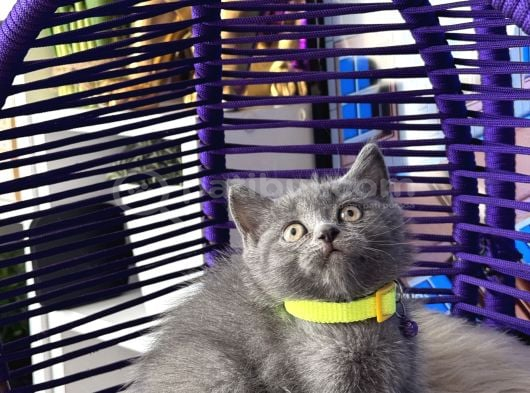 Safkan British Shorthair Yavrular görsel