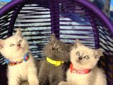 Safkan British Shorthair Yavrular