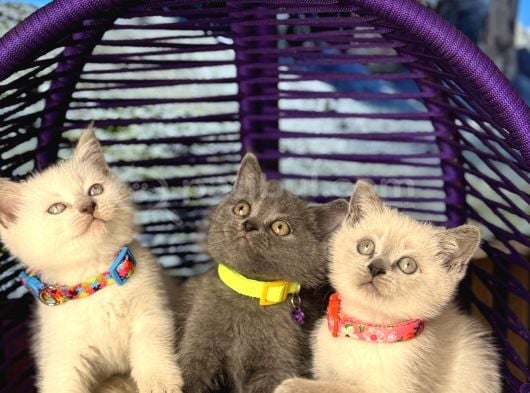 Safkan British Shorthair Yavrular