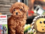 Tea Cup Poodle Bebekleri̇mi̇z