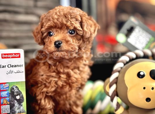Tea Cup Poodle Bebekleri̇mi̇z görsel