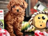 Tea Cup Poodle Bebekleri̇mi̇z