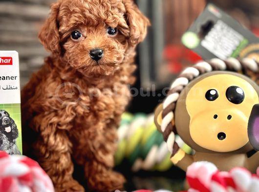 Tea Cup Poodle Bebekleri̇mi̇z