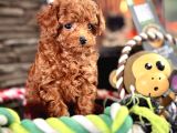 Tea Cup Poodle Bebekleri̇mi̇z