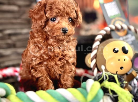 Tea Cup Poodle Bebekleri̇mi̇z görsel