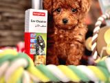 Tea Cup Poodle Bebekleri̇mi̇z