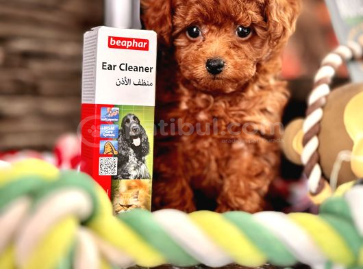 Tea Cup Poodle Bebekleri̇mi̇z görsel