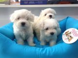 Maltese Terri̇er Ci̇nsi̇ Yavrular