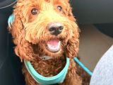 9 Aylık Toy Poodle Adana