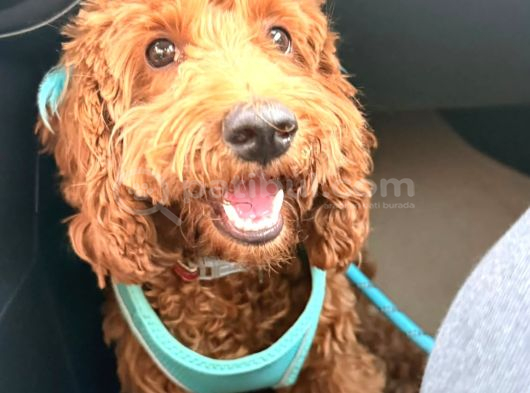 9 Aylık Toy Poodle Adana görsel