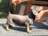 Short Hair Dakhund Yavru