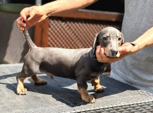 Short Hair Dakhund Yavru görsel