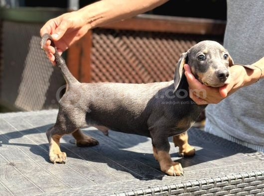 Short Hair Dakhund Yavru görsel