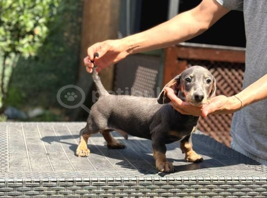 Short Hair Dakhund Yavru görsel