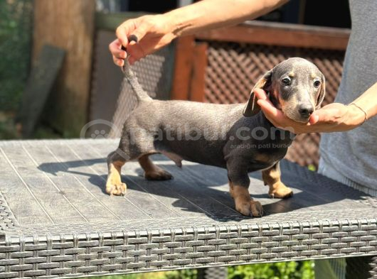 Short Hair Dakhund Yavru görsel