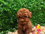 Kampanyalı Poodle Yavrular