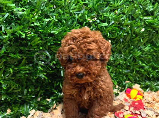 Kampanyalı Poodle Yavrular görsel