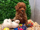 Kampanyalı Poodle Yavrular