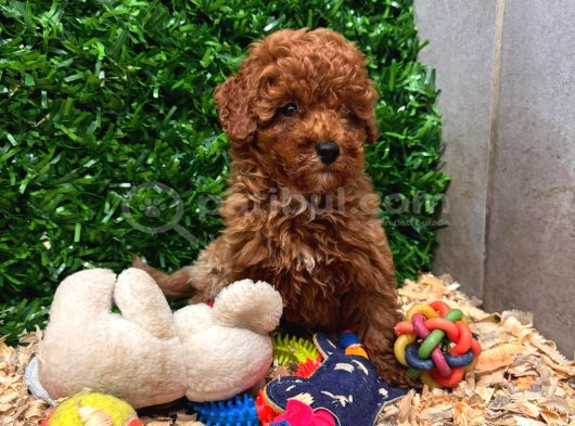 Kampanyalı Poodle Yavrular görsel