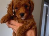 Toy Poodle