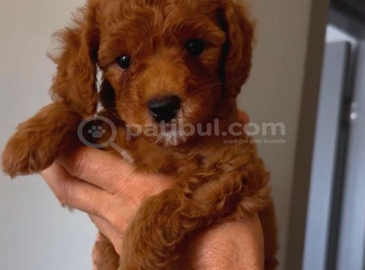 Toy Poodle