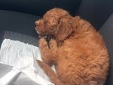 Toy Poodle