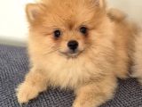 Erkek Güzeli Pomeranian İzmir