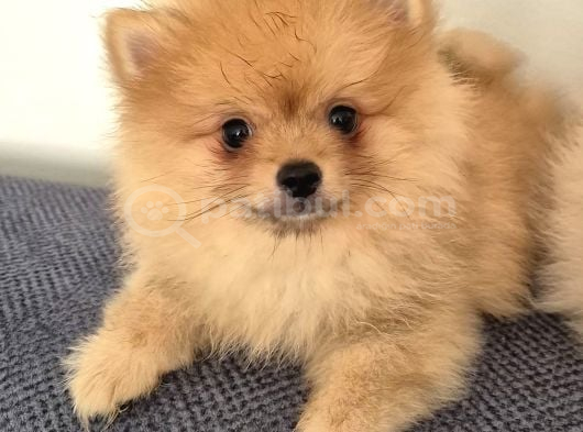 Erkek güzeli pomeranian İzmir