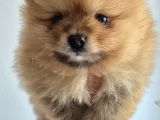 Erkek Güzeli Pomeranian İzmir