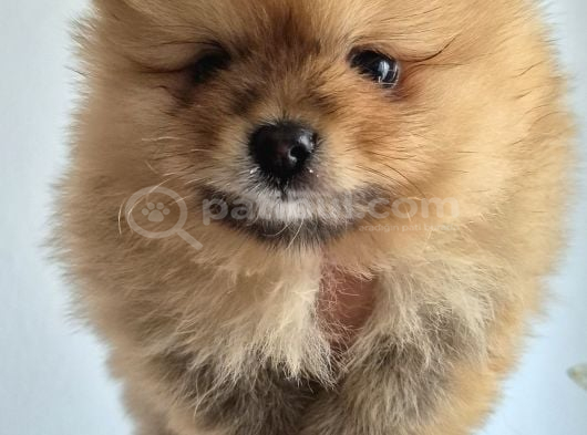 Erkek Güzeli Pomeranian İzmir görsel