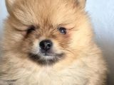 Erkek Güzeli Pomeranian İzmir