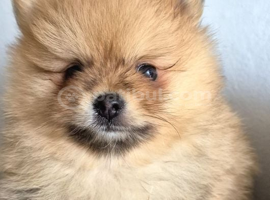 Erkek Güzeli Pomeranian İzmir görsel