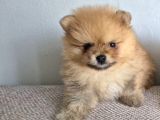 Erkek Güzeli Pomeranian İzmir