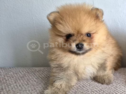 Erkek Güzeli Pomeranian İzmir görsel