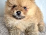 Erkek Güzeli Pomeranian İzmir