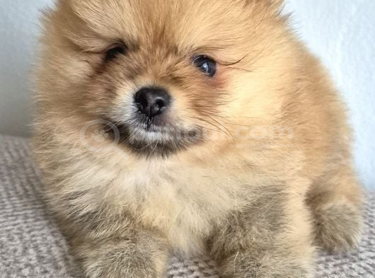 Erkek Güzeli Pomeranian İzmir görsel