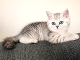 British Shorthair Silver Shaded Dişi Yavru Kedi