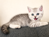 British Shorthair Silver Shaded Dişi Yavru Kedi