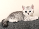 British Shorthair Silver Shaded Dişi Yavru Kedi