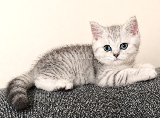 British Shorthair Silver Shaded Dişi Yavru Kedi