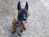 Belçika Malinois Köpeği