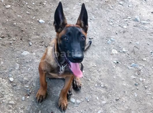 Belçika Malinois Köpeği