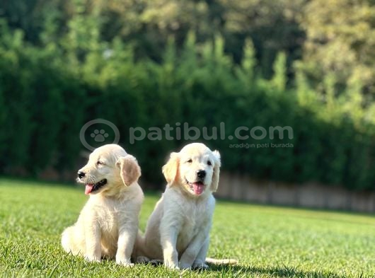 Hari̇ka Golden Retri̇ever Yavrulari görsel