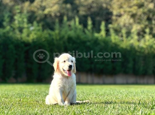 Hari̇ka Golden Retri̇ever Yavrulari görsel