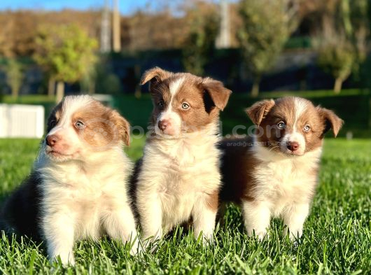 Border Collie Yavruları Istanbul