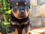 Eğitmenden Rottweiler Yavruları